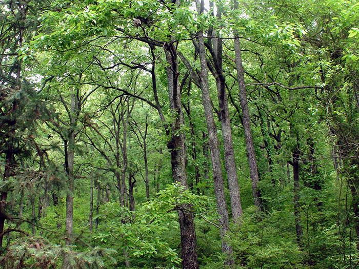 中国：推动森林认证与林业改革发展深度融合